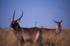 Kenya - Masai Mara - antilopi
