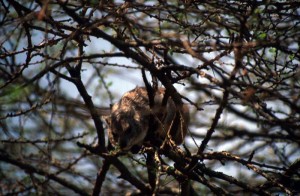 Tanzania - Serengeti - Rock Hyrax