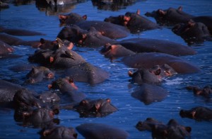 Kenya - Masai Mara - Hippo pool