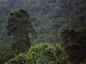 foresta El Salvador