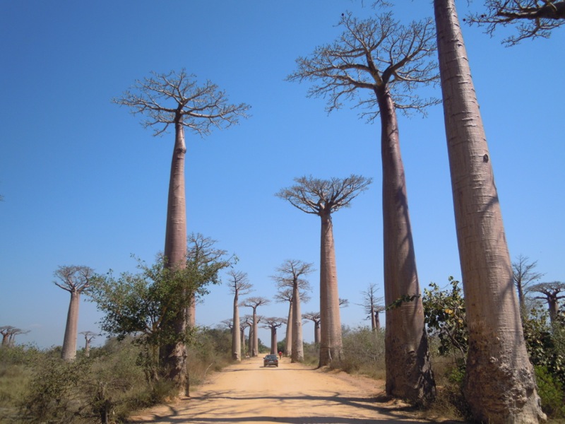 Madagascar - Avenue de Baobab