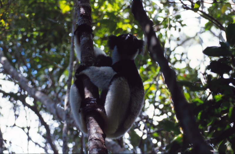 Madagascar - Indri Indri
