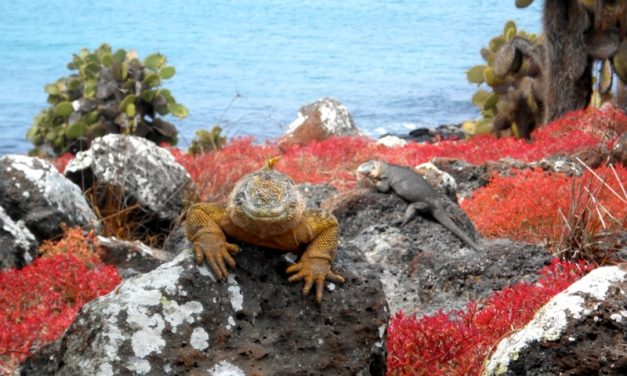 Galapagos – Ecuador 2013. Il viaggio del viaggio sognato da sempre.