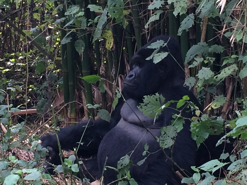 Gorilla Virunga