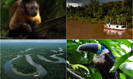 Our next trip – summer 2016 – Amazon river and rainforest!