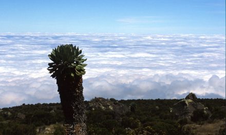 Photos from Tanzania and Kilimanjaro