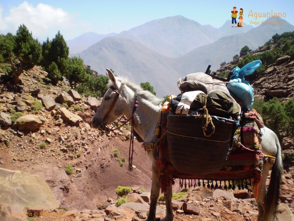 Morocco: Trekking in the Atlas Mountains