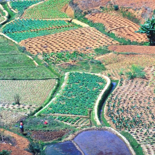 Working in the fields of Madagascar