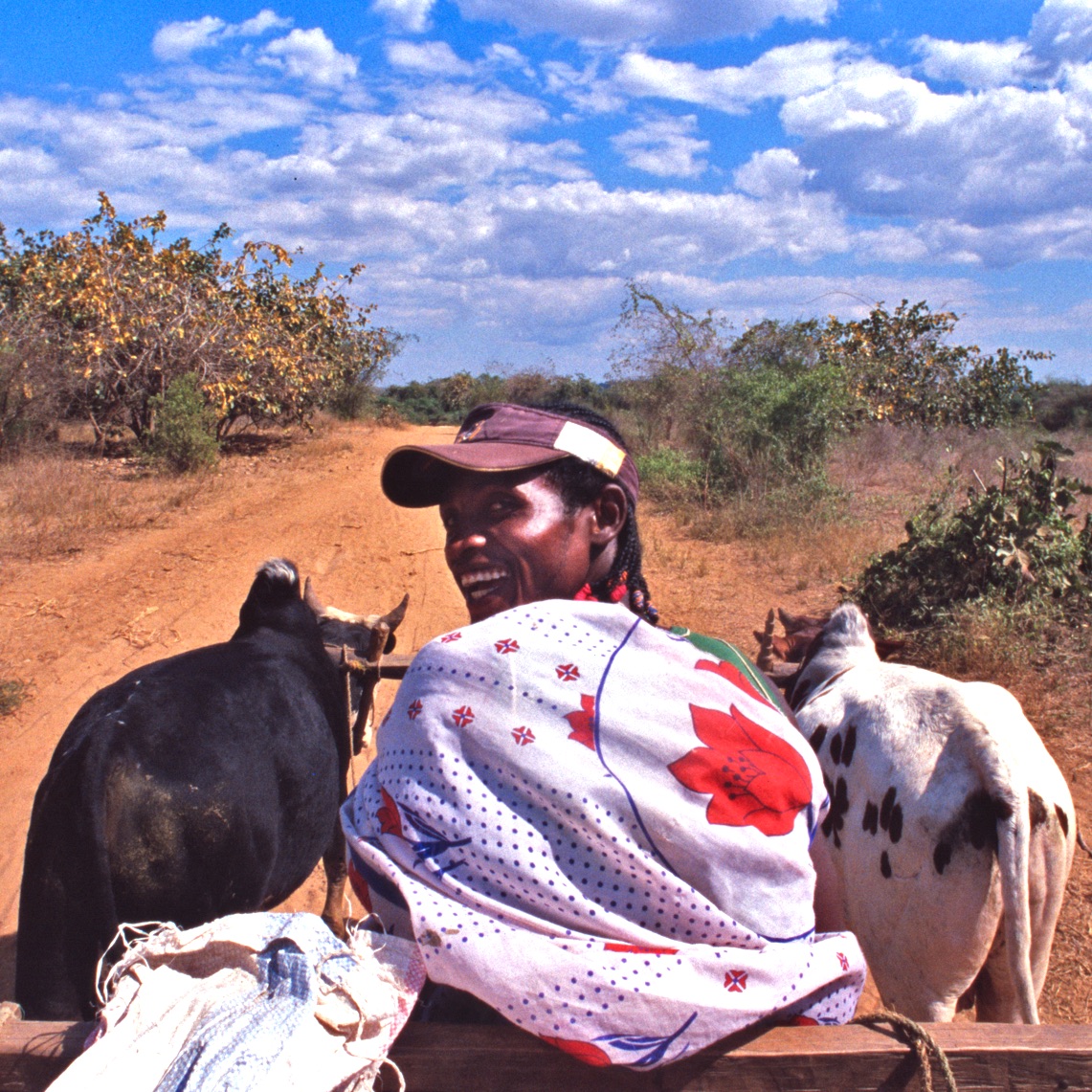 Riding a Zebu Cart in Madagascar 