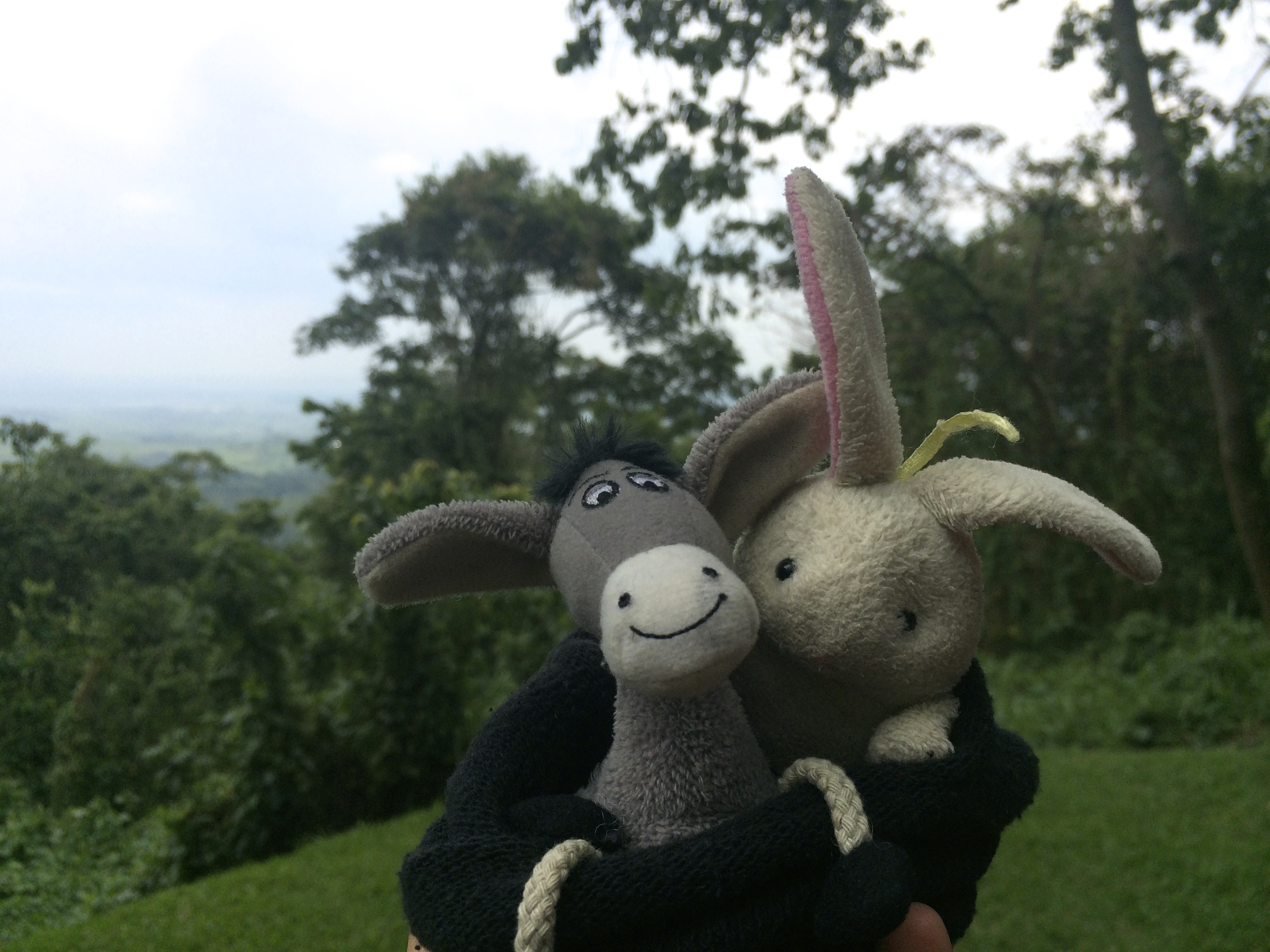 The Donkey and the Rabbit in Virunga!