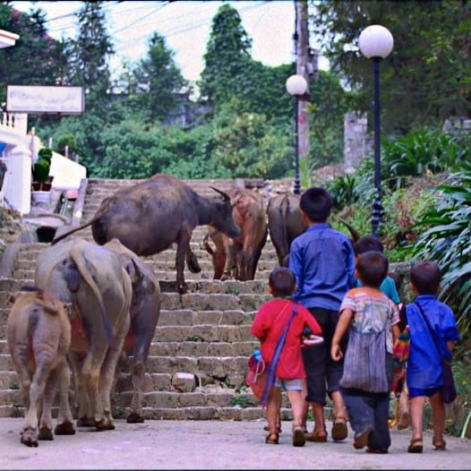 Sapa-Vietnam-Children-and-buffalo-walk-around