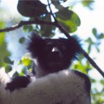 Indri Indri chant – Andasibe Madagascar